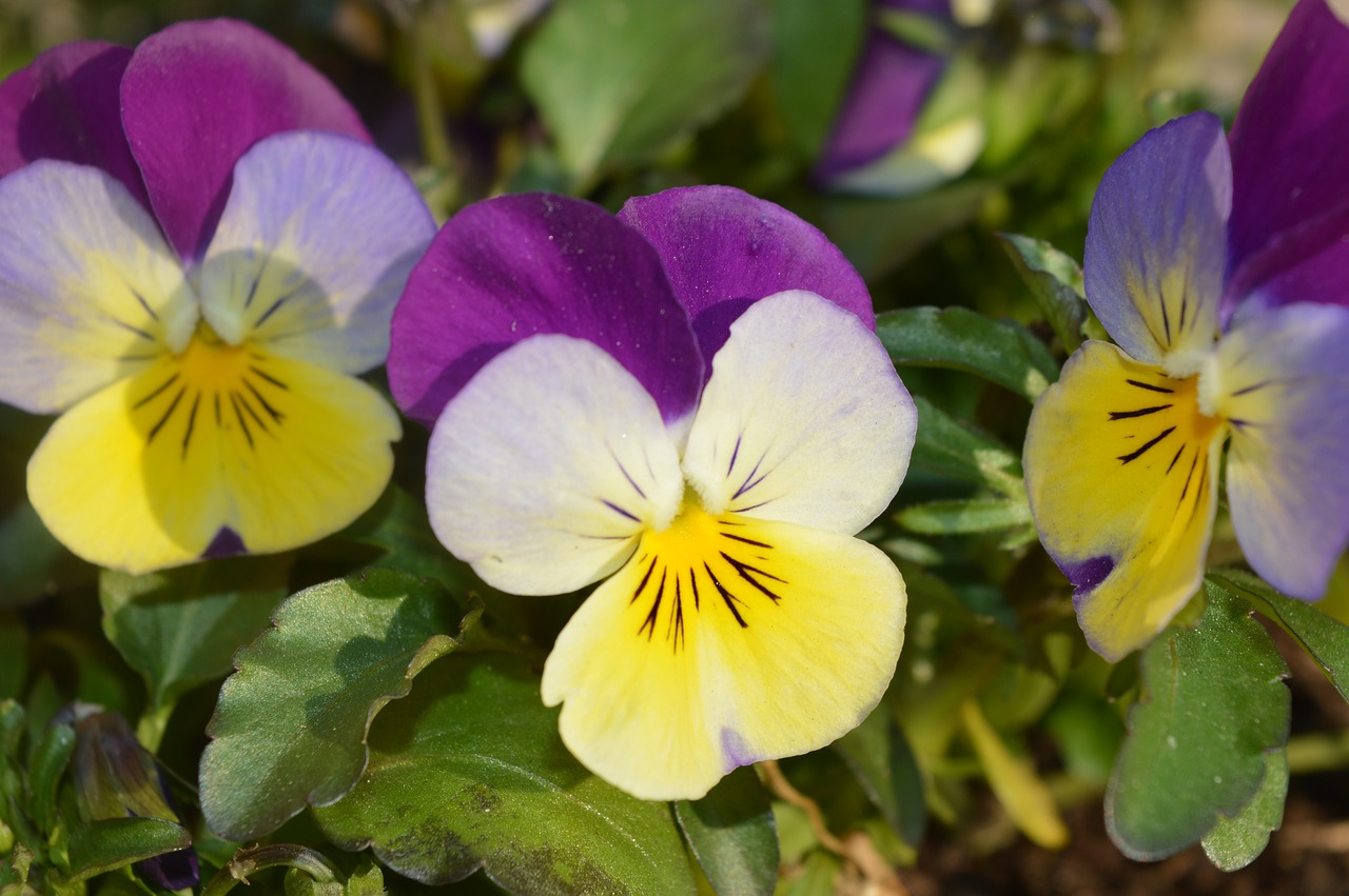 Violetinė, Pavasaris, Gėlė, Gėlės, Lauko Gėlės, Nemokamos Nuotraukos,  Nemokama Licenzija