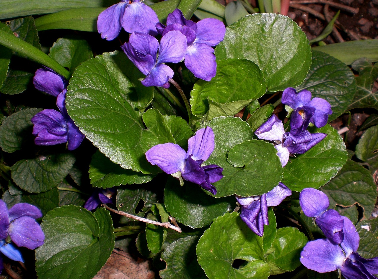 Violetinė, Altas, Violetinė, Augalas, Gėlė, Gėlės, Violetinė Gamykla, Žiedas, Žydėti, Graži