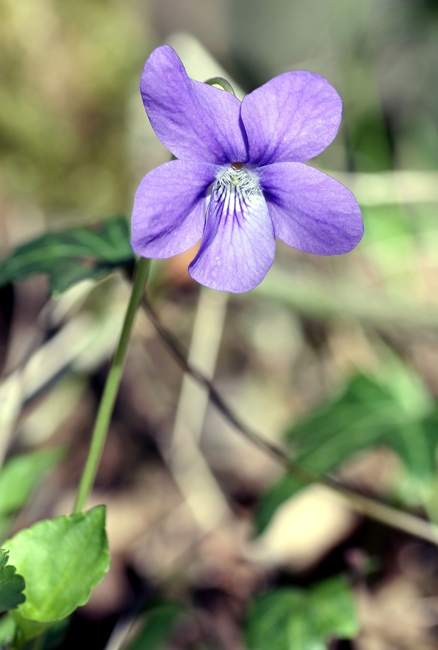 Violetinė,  Pobūdį,  Augalų,  Lapų,  Gėlė, Nemokamos Nuotraukos,  Nemokama Licenzija