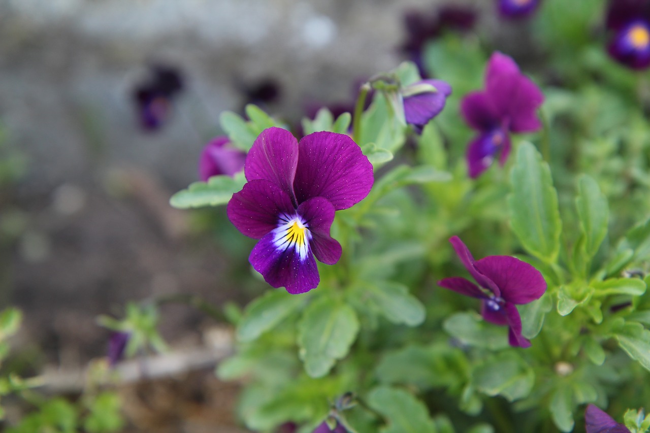 Violetinė,  Violetinė Gėlė,  Laukinių Gėlių, Nemokamos Nuotraukos,  Nemokama Licenzija