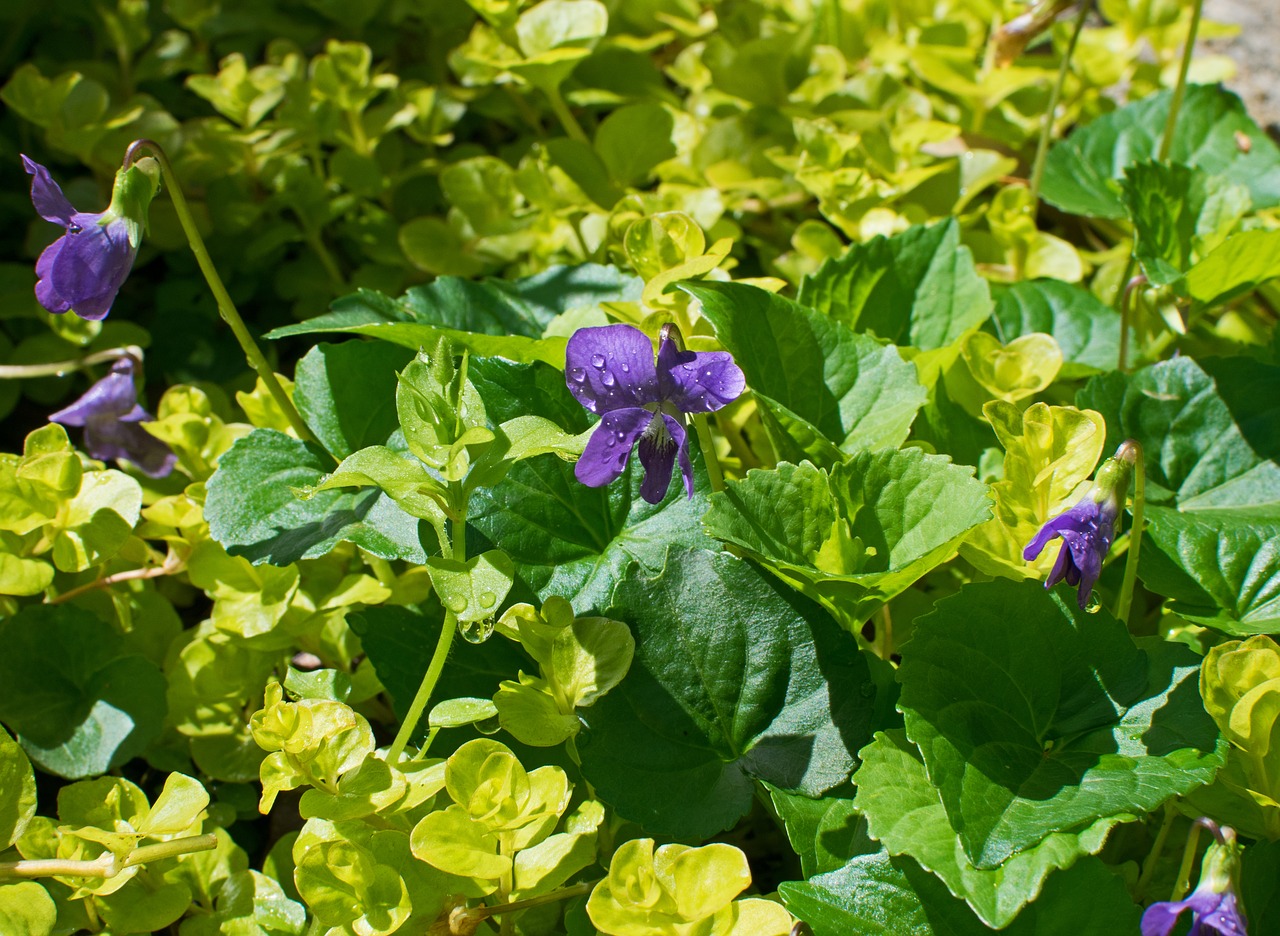 Violetinė,  Lietaus Šlapias,  Žiedas,  Žydi,  Lapų,  Floros,  Pobūdį,  Sodas,  Gėlė,  Augalų