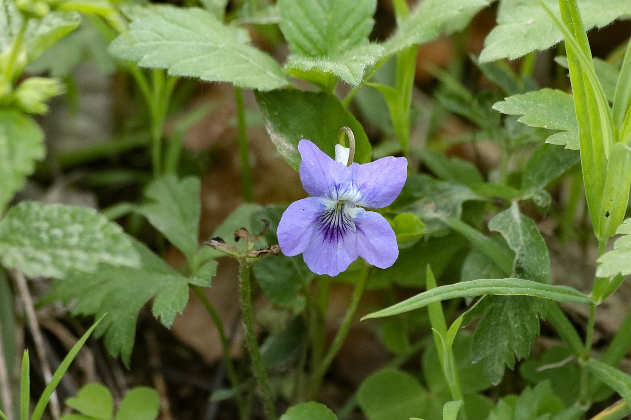 Violetinė,  Miškas,  Gėlės,  Augalų,  Mažai,  Mėlynas, Nemokamos Nuotraukos,  Nemokama Licenzija