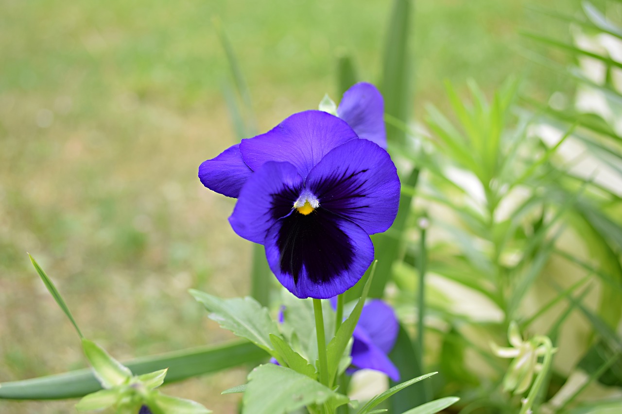 Violetinė,  Gėlė, Nemokamos Nuotraukos,  Nemokama Licenzija