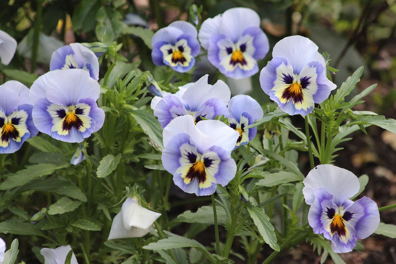 Violetinė,  Viola Tricolor,  Našlaitėmis,  Vasaros Gėlės,  Sodo Gėlės,  Sodo Augalai,  Žydi,  Geliu Lova,  Sodas,  Vasara