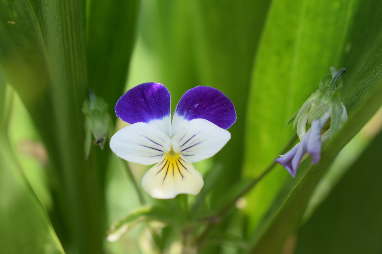 Violetinė,  Vasara,  Gėlė,  Gamta, Nemokamos Nuotraukos,  Nemokama Licenzija