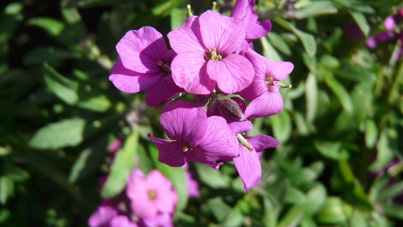 Violetinė, Gėlė, Violetinė, Gamta, Sodas, Žydėti, Pavasaris, Žiedas, Žydėti, Nemokamos Nuotraukos