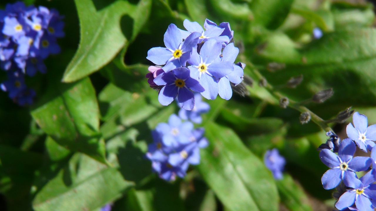 Violetinė, Žiedas, Žydėti, Mėlynas, Pavasaris, Augalas, Violetinė Gamykla, Žydėti, Flora, Nemokamos Nuotraukos