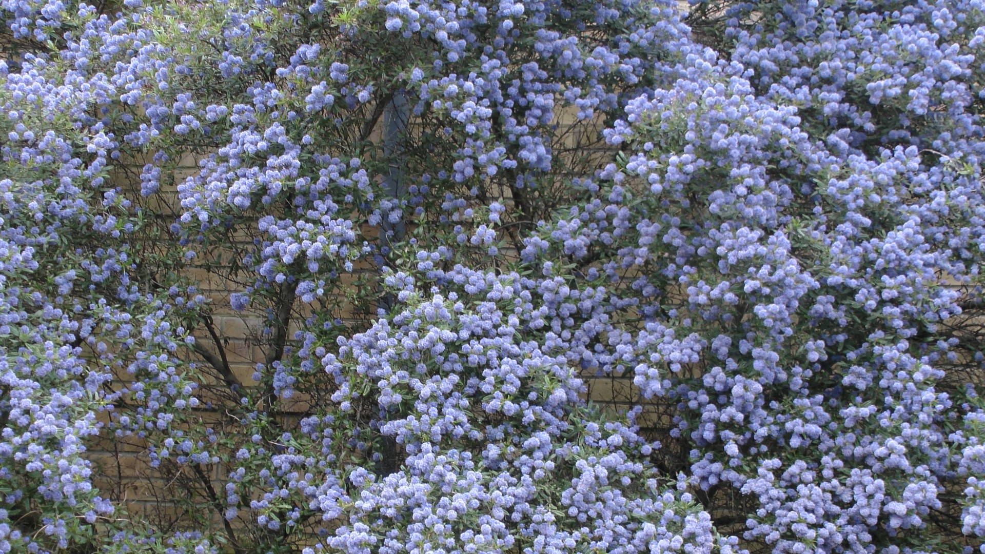 Violetinė,  Violetinė & Nbsp,  Medis,  Krūmas,  Krūmai,  Medžiai,  Krūmas,  Krūmai,  Sodininkystė,  Sodininkystė