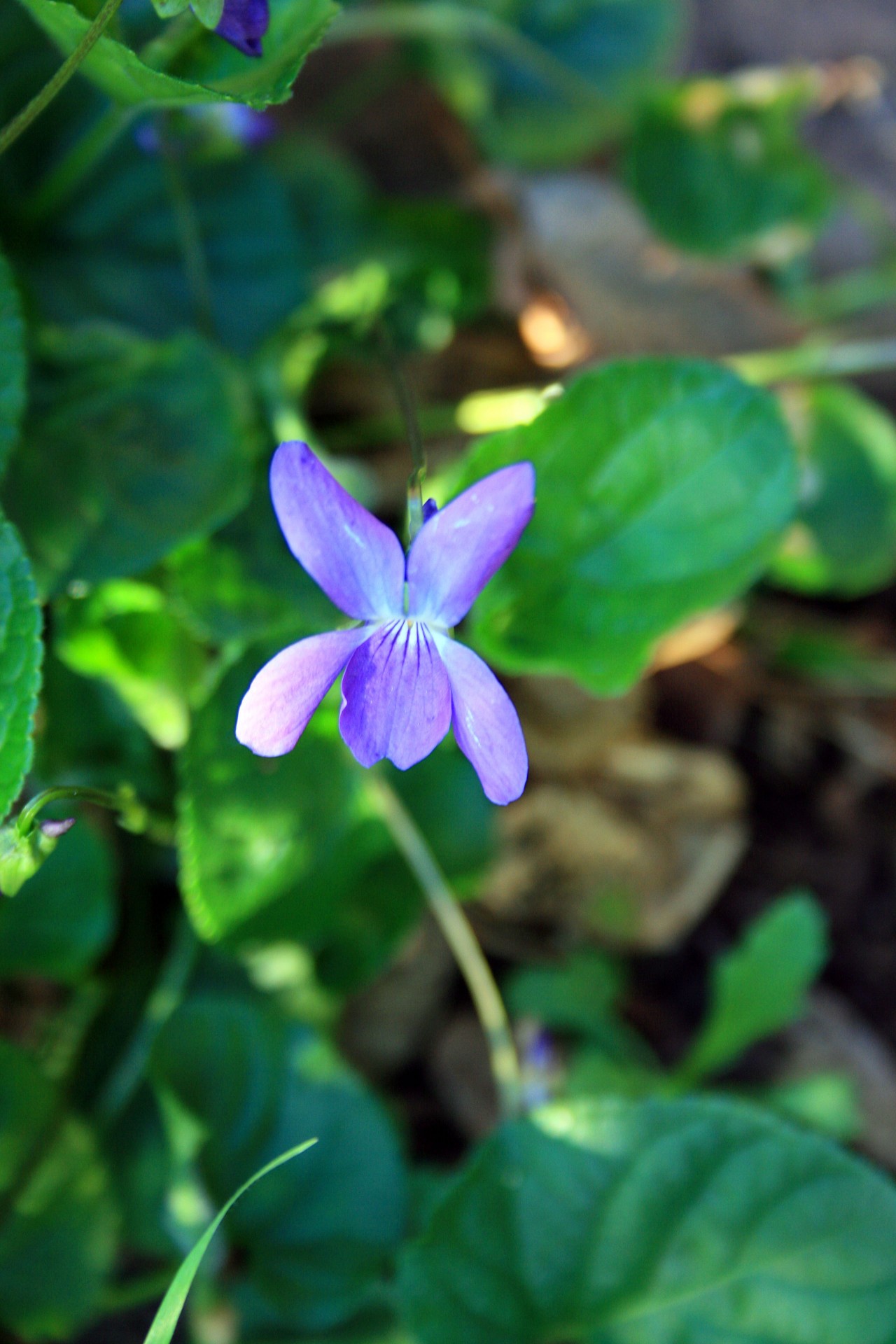 Gėlė,  Violetinė,  Violetinė,  Skanėsto,  Violetinė Gėlė, Nemokamos Nuotraukos,  Nemokama Licenzija