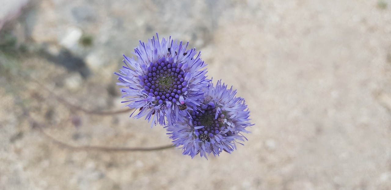 Violetinė Gėlė,  Botanika,  Pavasaris,  Laukas,  Gėlė, Nemokamos Nuotraukos,  Nemokama Licenzija