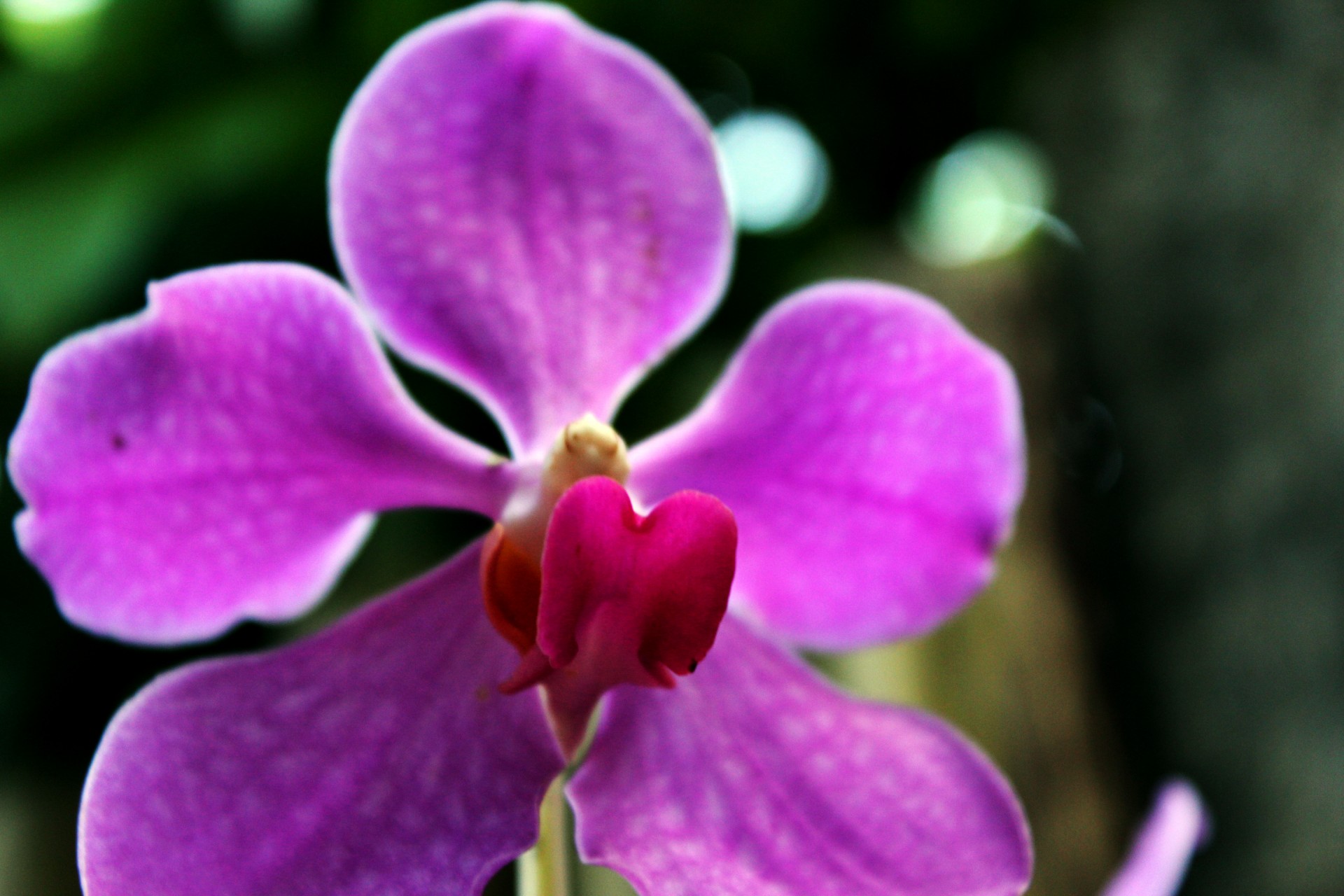 Violetinė & Nbsp,  Orchidėja,  Orchidėja,  Žiedlapiai,  Violetinė & Nbsp,  Žiedlapiai,  Gėlė,  Violetinė & Nbsp,  Gėlė,  Violetinė Orchidėja