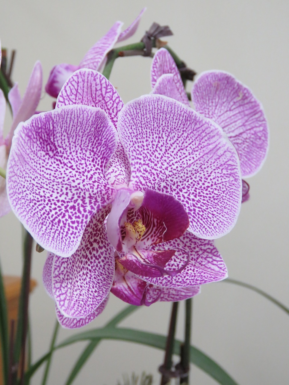 Violetinė Orchidėja, Gražus Orchidėjas, Orchidėja, Gėlė, Žiedas, Violetinė, Violetinė, Botanikos, Dekoratyvinis, Dekoratyvinis