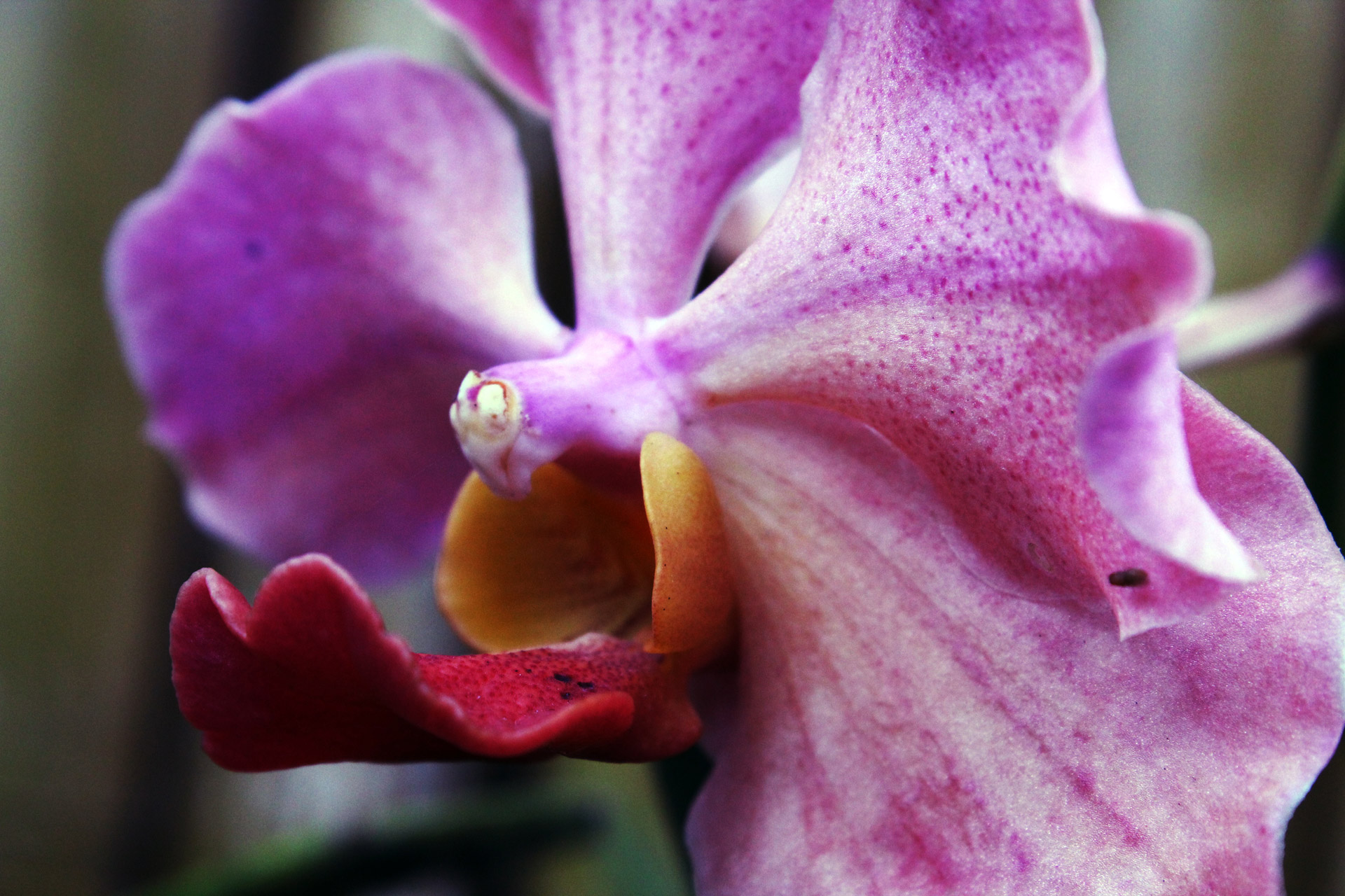 Orchidėja,  Gėlė,  Violetinė & Nbsp,  Orchidėja,  Žiedlapiai,  Fonas,  Violetinė,  Uždaryti & Nbsp,  Ir & Nbsp,  Fotografiją