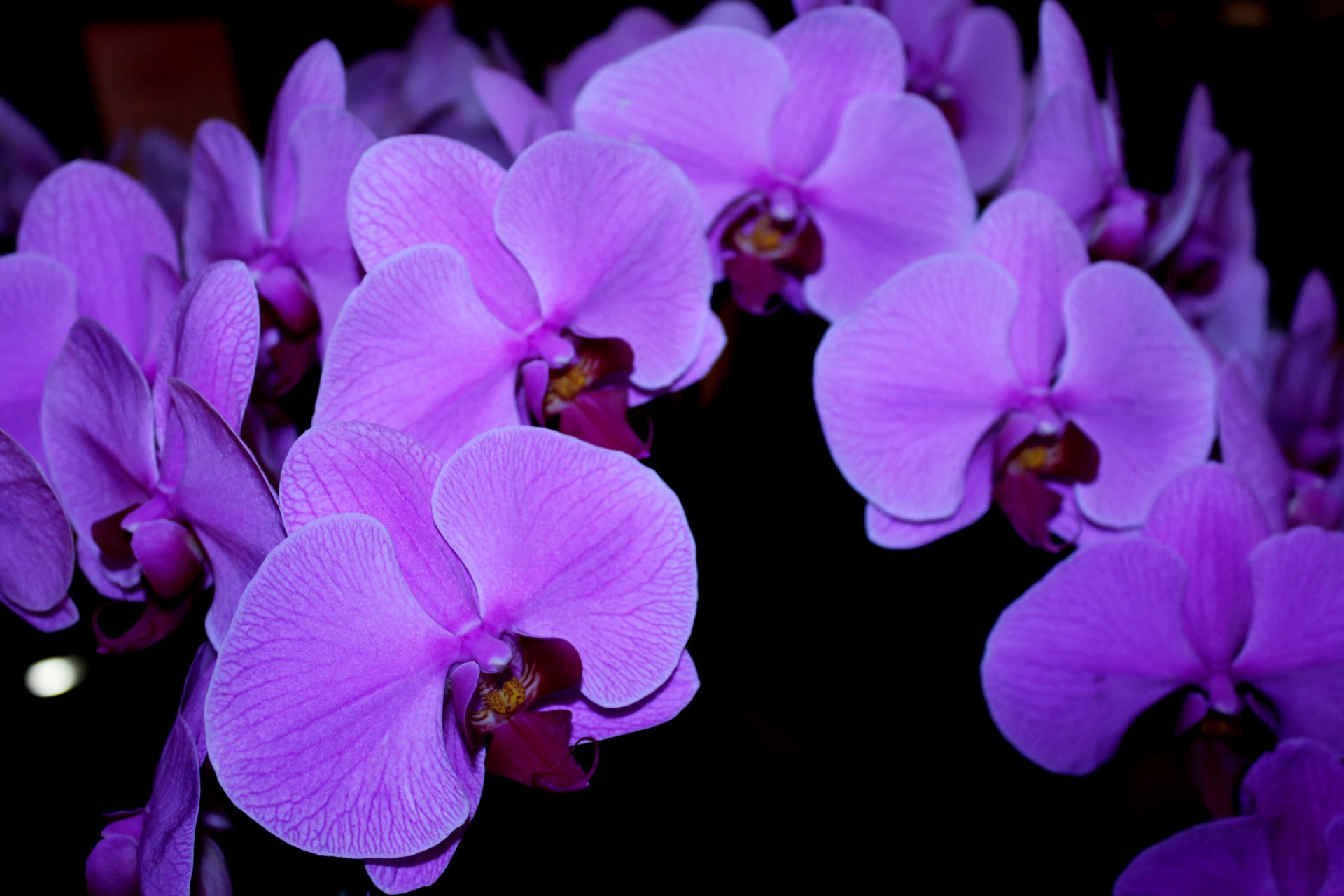 Orchidėjos,  Violetinė & Nbsp,  Orchidėjos,  Violetinė,  Žiedlapiai,  Violetinė & Nbsp,  Žiedlapiai,  Levanda,  Gėlės,  Gėlė