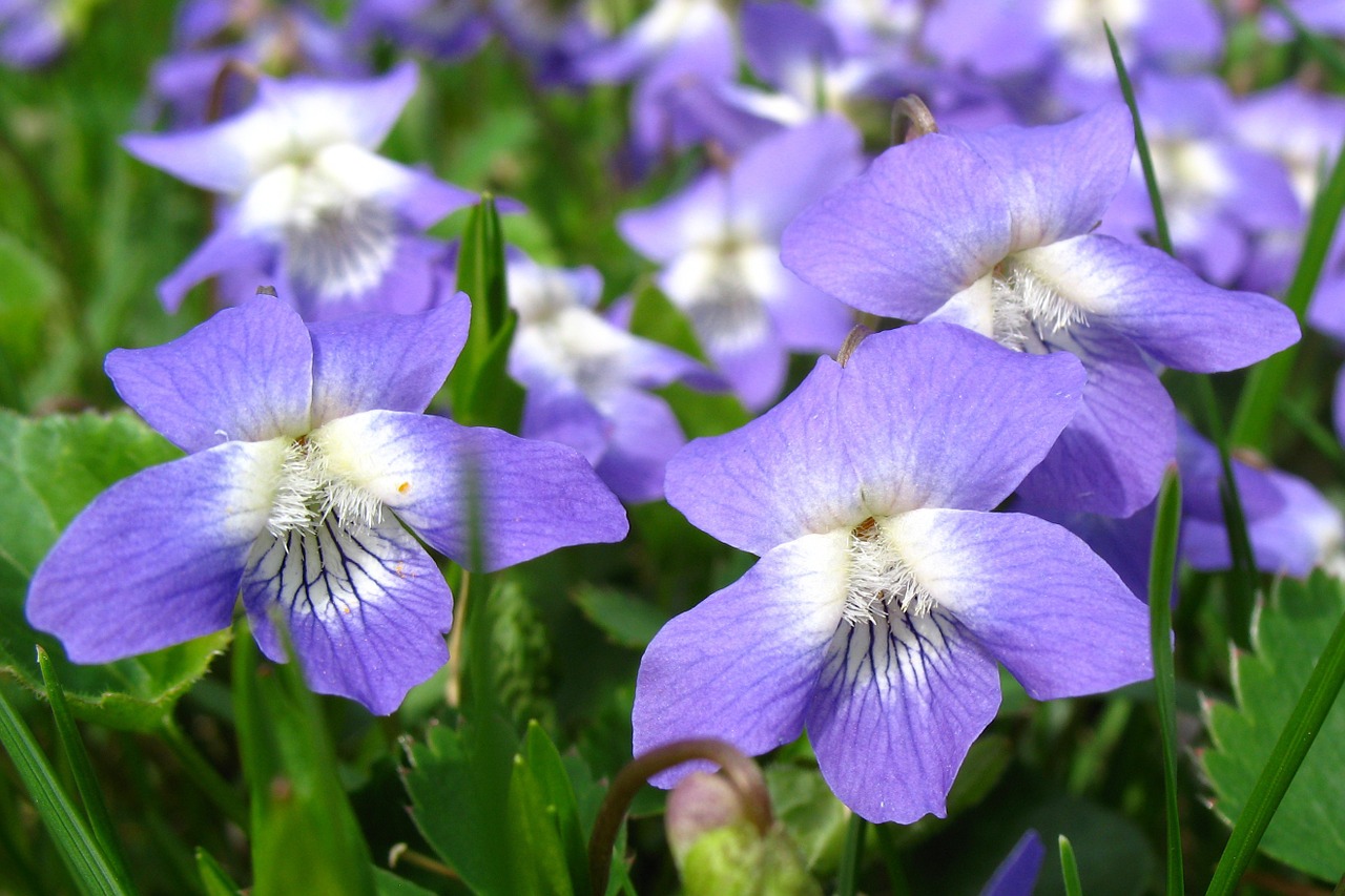 Violets, Gėlė, Violetinė, Pavasaris, Žiedas, Gėlių, Žydėti, Gamta, Nemokamos Nuotraukos,  Nemokama Licenzija