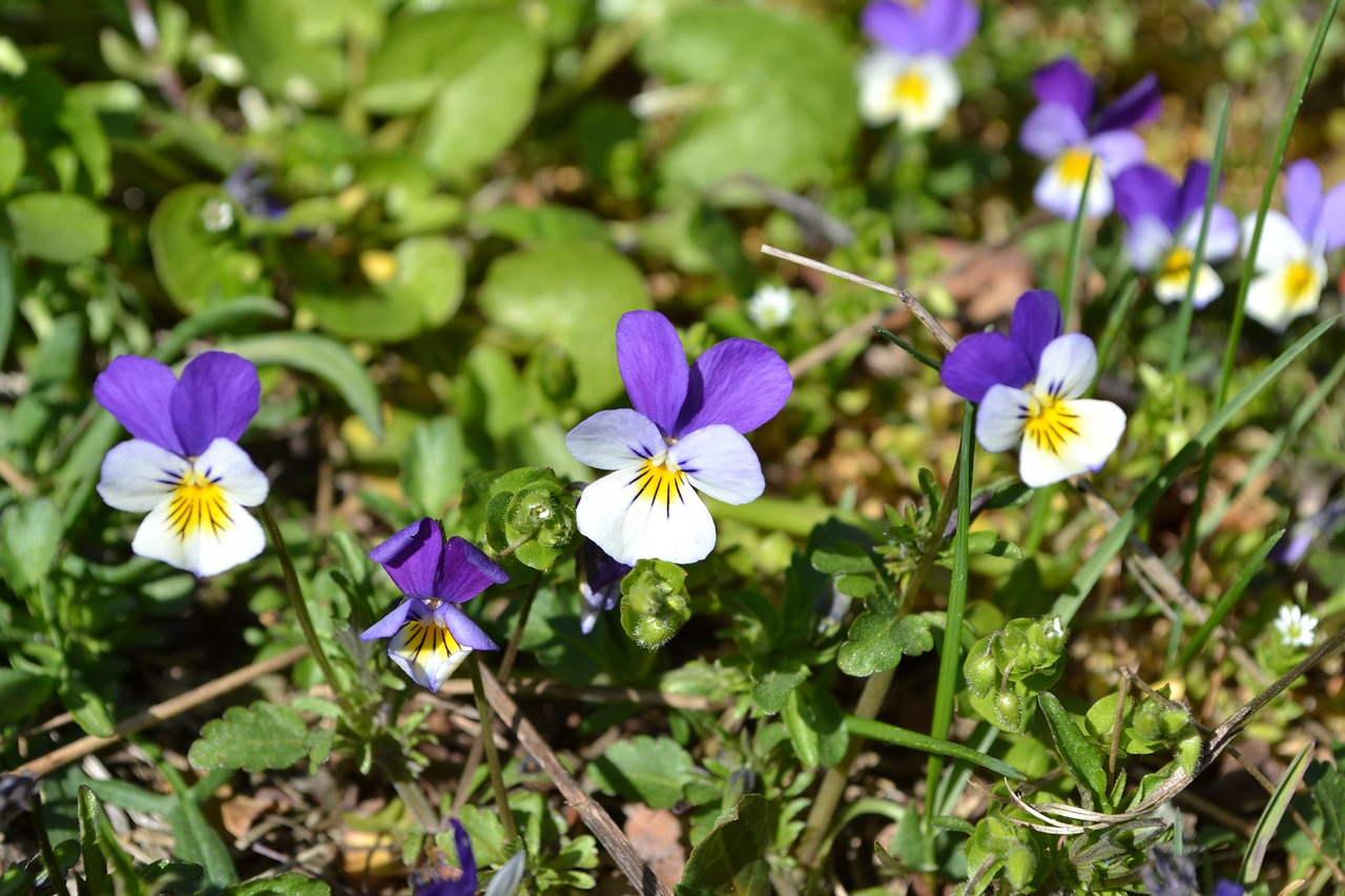 Violets, Gamta, Gėlės, Nemokamos Nuotraukos,  Nemokama Licenzija