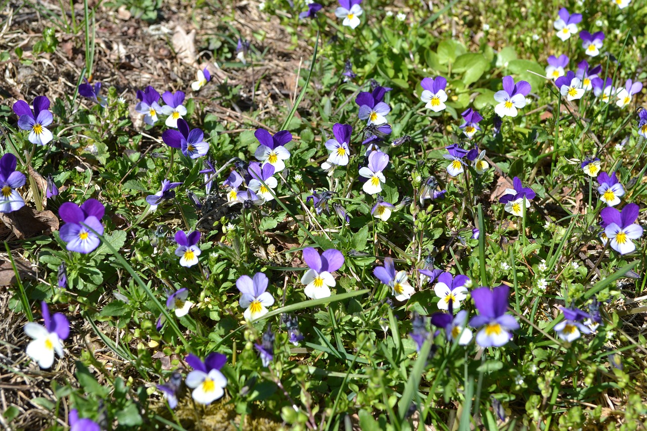 Violets, Gamta, Gėlės, Nemokamos Nuotraukos,  Nemokama Licenzija