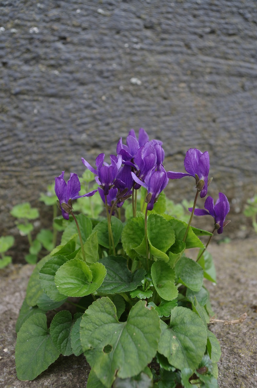 Violets, Gėlės, Plantlets, Nemokamos Nuotraukos,  Nemokama Licenzija