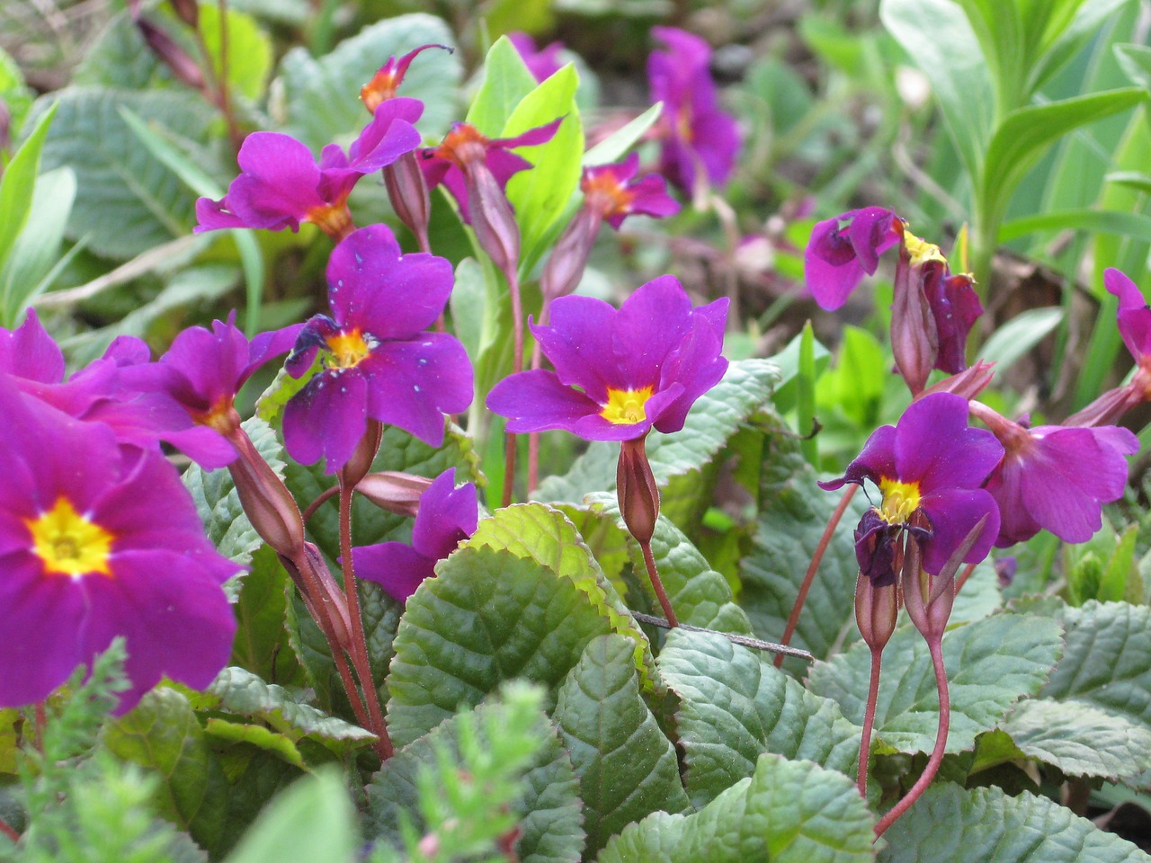 Violets, Gėlės, Gamta, Violetinė, Žiedlapiai, Flora, Žydėti, Laukiniai, Augalas, Nemokamos Nuotraukos