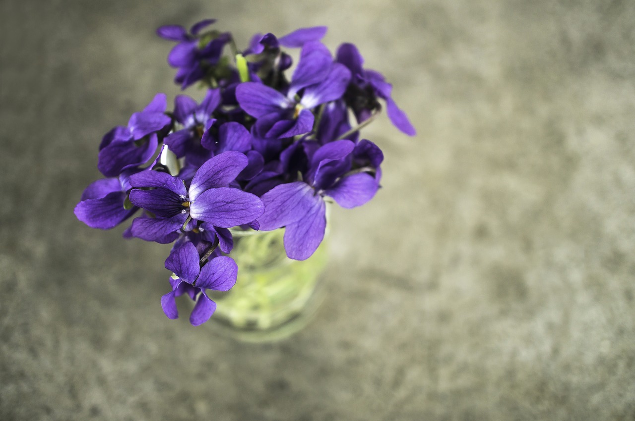 Violets, Violetinė, Gėlė, Pavasaris, Makro, Gamta, Sodas, Augalas, Nemokamos Nuotraukos,  Nemokama Licenzija