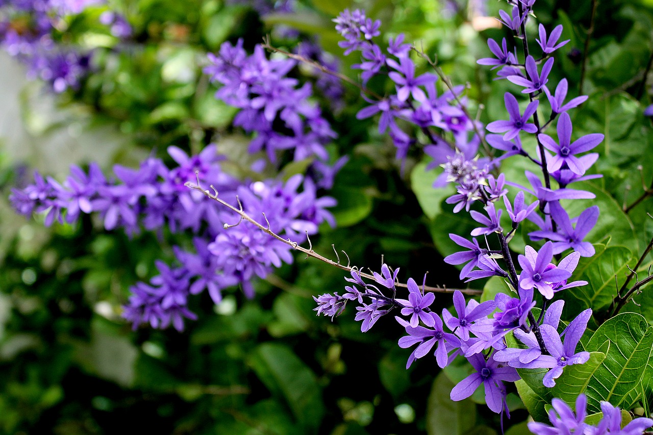 Violets, Gėlės, Lauko Gėlė, Gamta, Pavasaris, Botanistas, Alyva, Gėlė, Nemokamos Nuotraukos,  Nemokama Licenzija