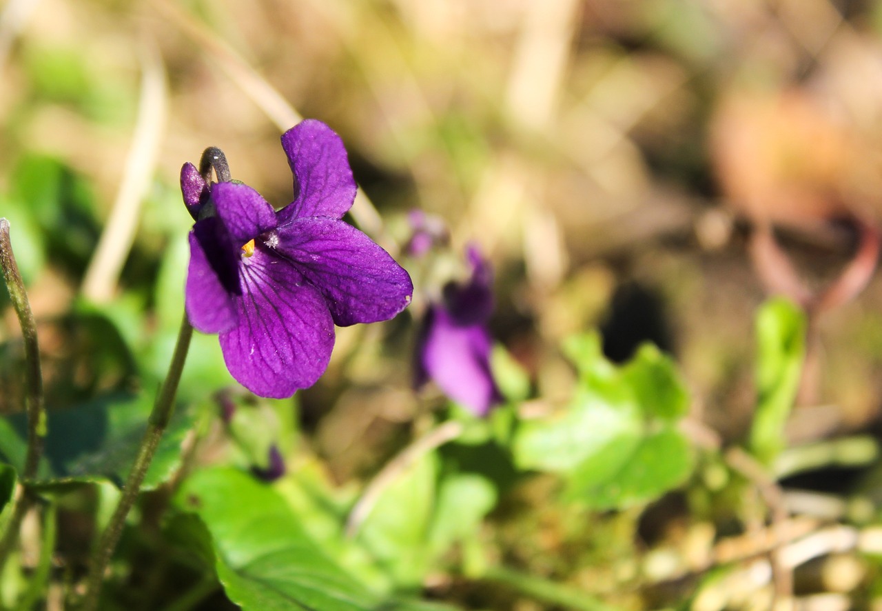 Violets, Gėlė, Violetinė, Sodas, Laukiniai, Pavasaris, Gamta, Purpurinė Gėlė, Žalias, Augalas