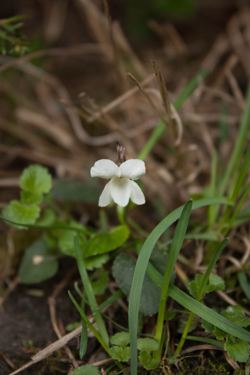 Violets, Gėlės, Gėlė, Geliu Lova, Nemokamos Nuotraukos,  Nemokama Licenzija