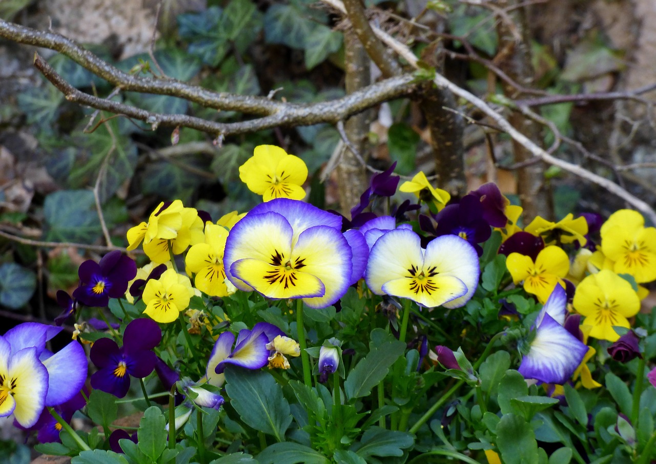 Violets,  Gėlės,  Gamta,  Sodas,  Mėlynas,  Violetinė,  Geltona,  Pavasaris, Nemokamos Nuotraukos,  Nemokama Licenzija