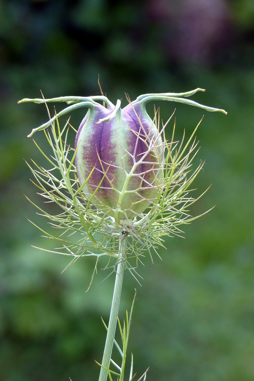 Gryna Žalia, Boll, Samascena Nigella, Hahnenfußgewächs, Sodo Augalas, Nemokamos Nuotraukos,  Nemokama Licenzija