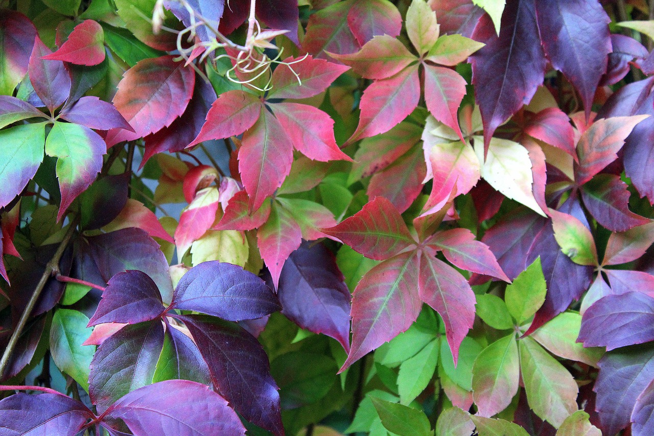 Virginia Creeper, Vynuogynai, Laukinis Vynas, Rudens Spalvos, Lapija, Ruduo, Augalas, Nemokamos Nuotraukos,  Nemokama Licenzija