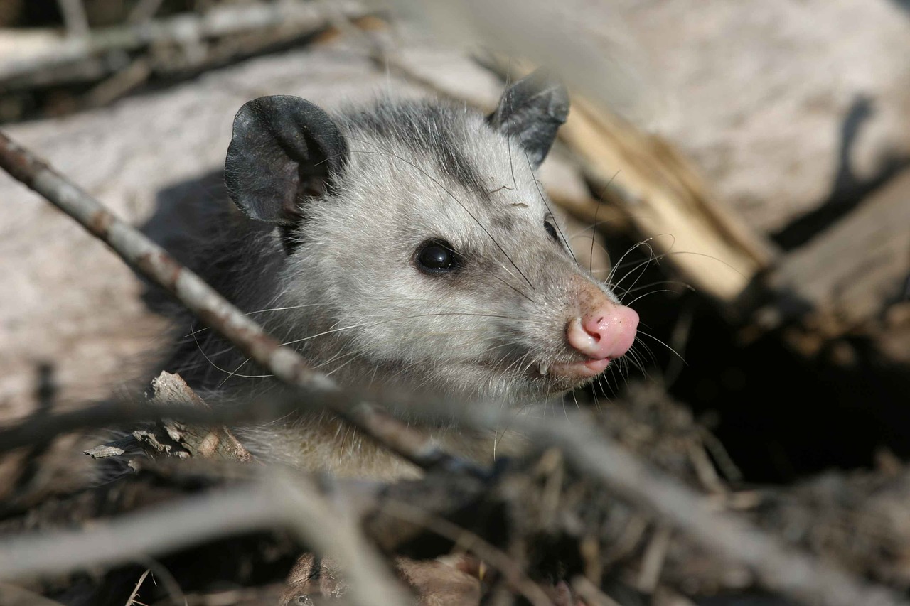 Virginiana, Didfisas, Gyvūnas, Opossum, Gyvūnai, Fauna, Nemokamos Nuotraukos,  Nemokama Licenzija