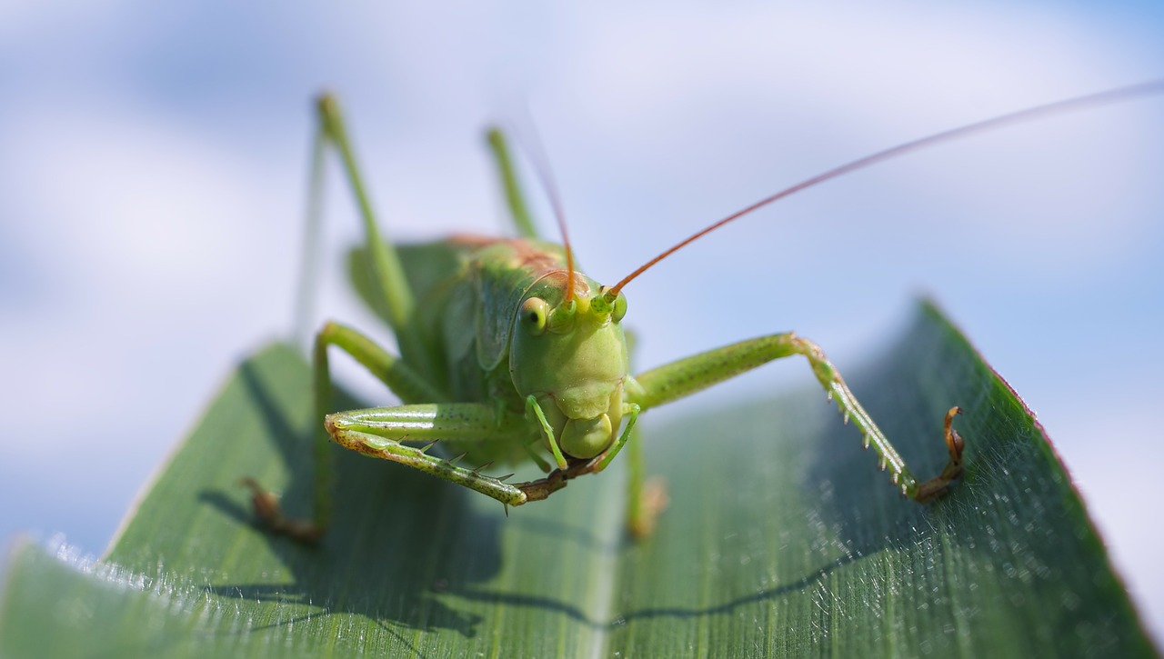 Viridissima, Žiogas, Makro, Uždaryti, Žalias, Kukurūzų Lapai, Nemokamos Nuotraukos,  Nemokama Licenzija