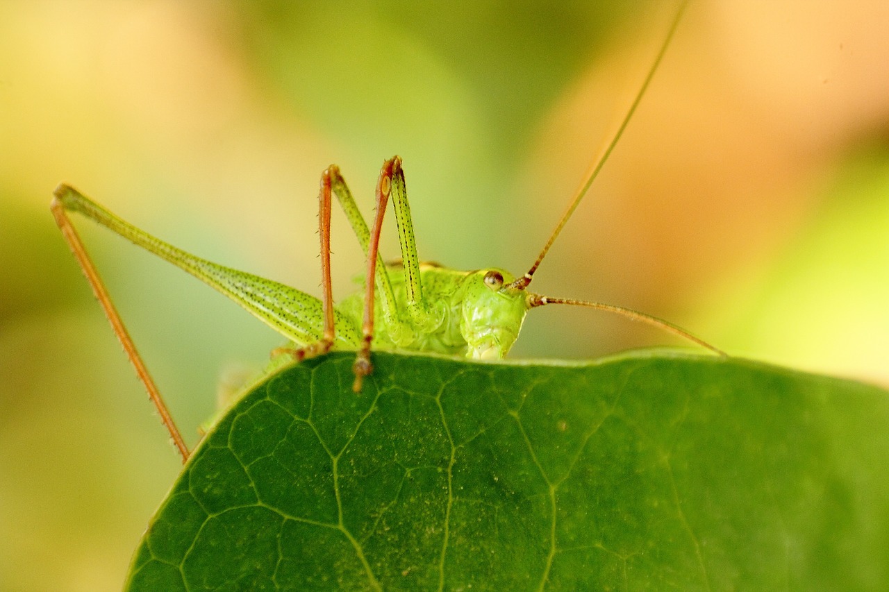 Viridissima, Vabzdys, Žiogas, Uždaryti, Gamta, Žalias, Tettigonia Viridissima, Heupferdchen, Nemokamos Nuotraukos,  Nemokama Licenzija