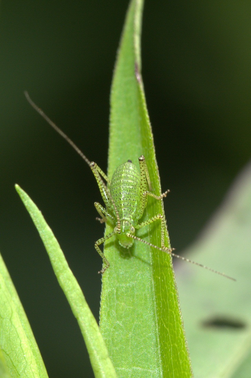 Viridissima, Lapuočių Sėklos, Vabzdys, Uždaryti, Makro, Žalias, Pavasario Gyvūnas, Nemokamos Nuotraukos,  Nemokama Licenzija