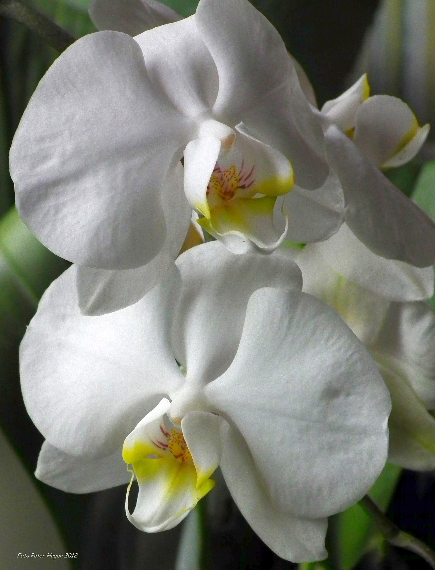 Balta,  Orchidėja,  Orchidėjos,  Gėlės,  Gėlė,  Baltos Orchidėjos, Nemokamos Nuotraukos,  Nemokama Licenzija