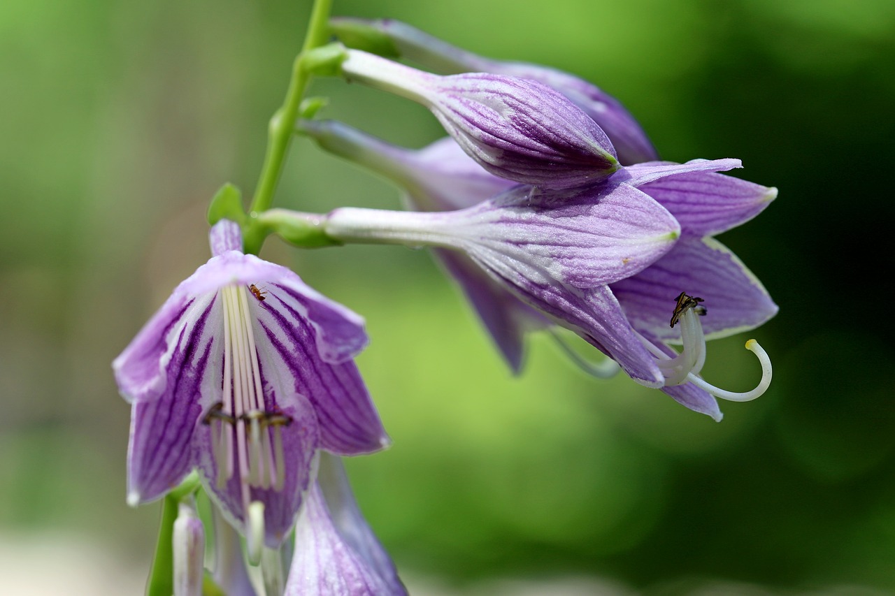 Vivian Chu, Augalai, Gamta, Miškas, Gėlės, Kraštovaizdis, Parkas, Violetinė, Arboretum, Prispausti