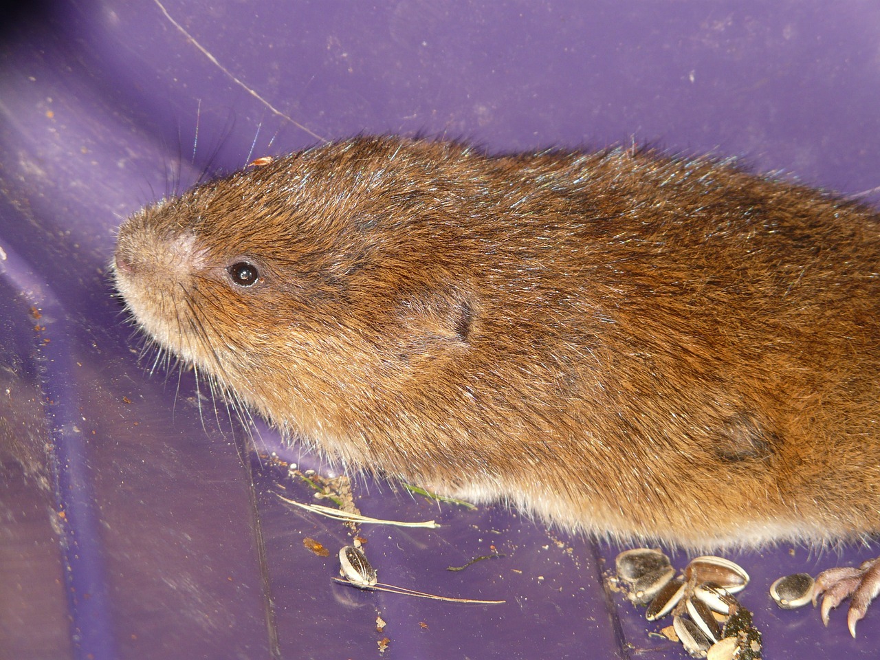 Vole, Rytinė Vandens Lazda, Pelė, Vandens Lazda, Didelis Voletas, Arvicola Terrestris, Arvicola Amphibius, Žinduolis, Šeima, Graužikas