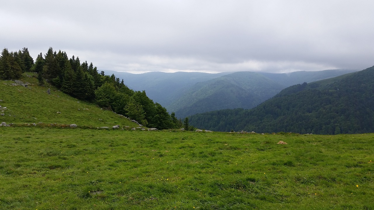 Vosges, Aukščiausiojo Lygio Susitikimas, France, Alsace, Medžiai, Miškas, Kraštovaizdis, Šaltas, Žalias, Pilka