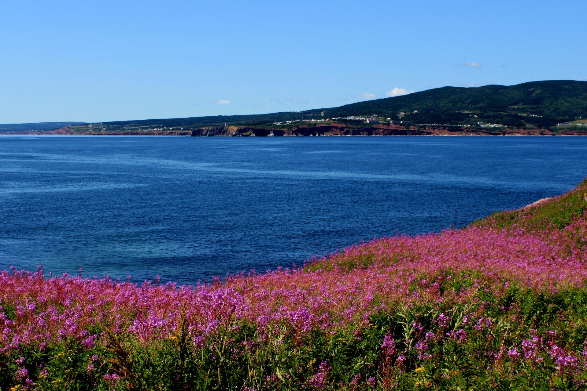 Gaspésie,  Vaizdas,  Jūra,  Gamta,  Gėlė,  Vanduo & Nbsp,  Vanduo,  Dangus,  Rožinis,  Mėlynas