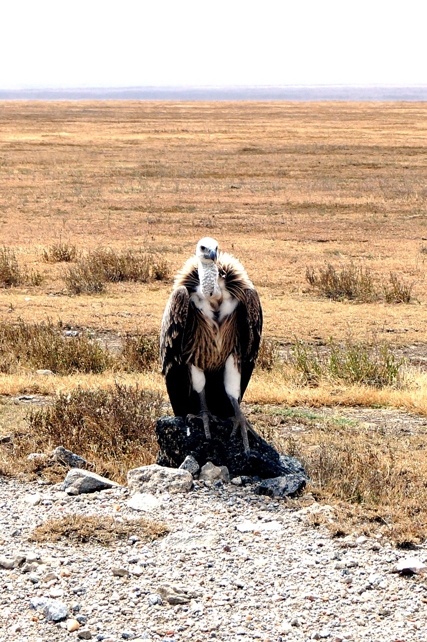 Grifas, Raptoras, Stepė, Plumėjimas, Paukštis, Gyvūnas, Afrika, Plunksna, Pavasario Suknelė, Portretas