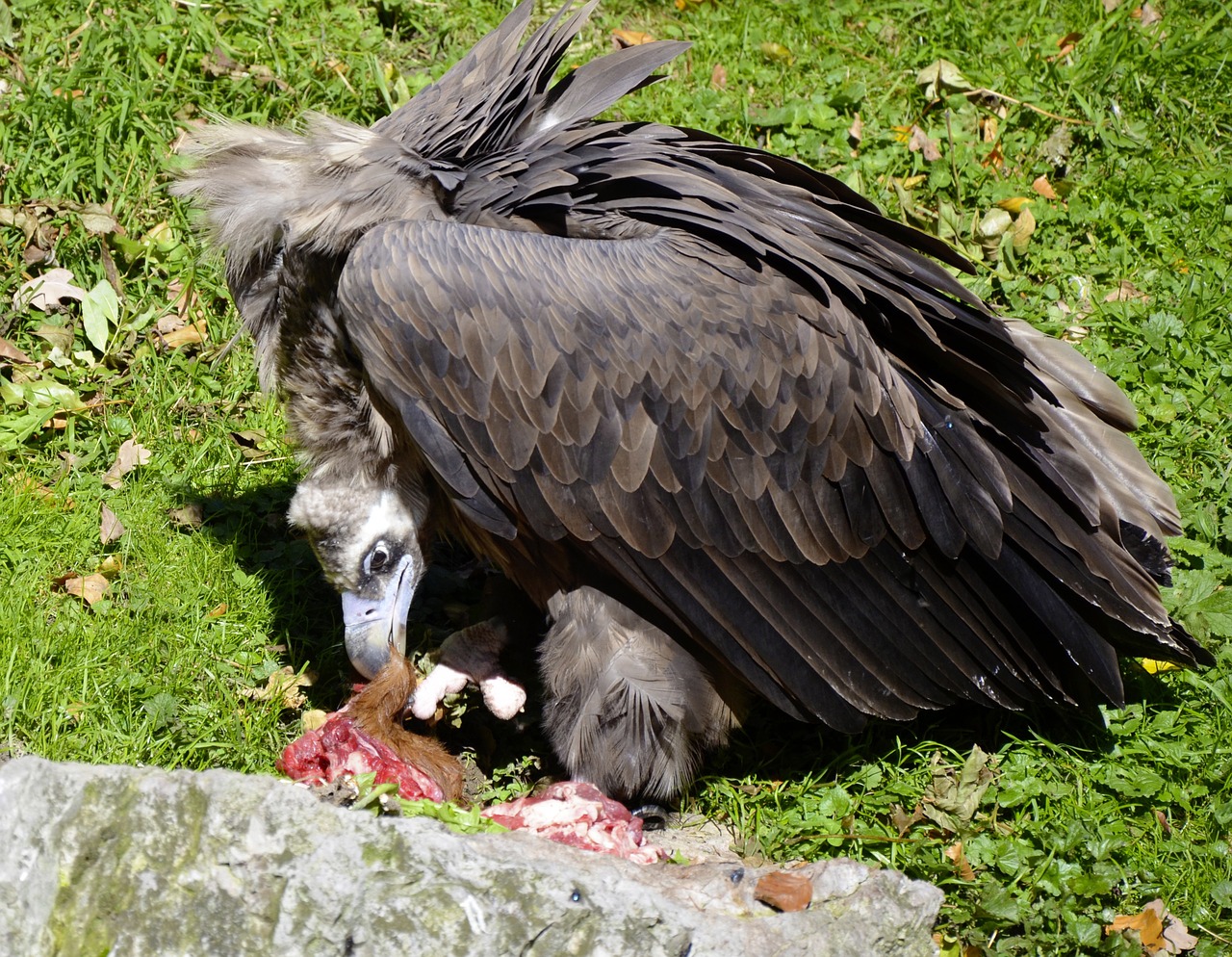 Grifas, Juoda Grifija, Plėšrusis Paukštis, Fresen, Sugadintojai, Raptoras, Plunksna, Gyvūnų Portretas, Sąskaitą, Mėsa