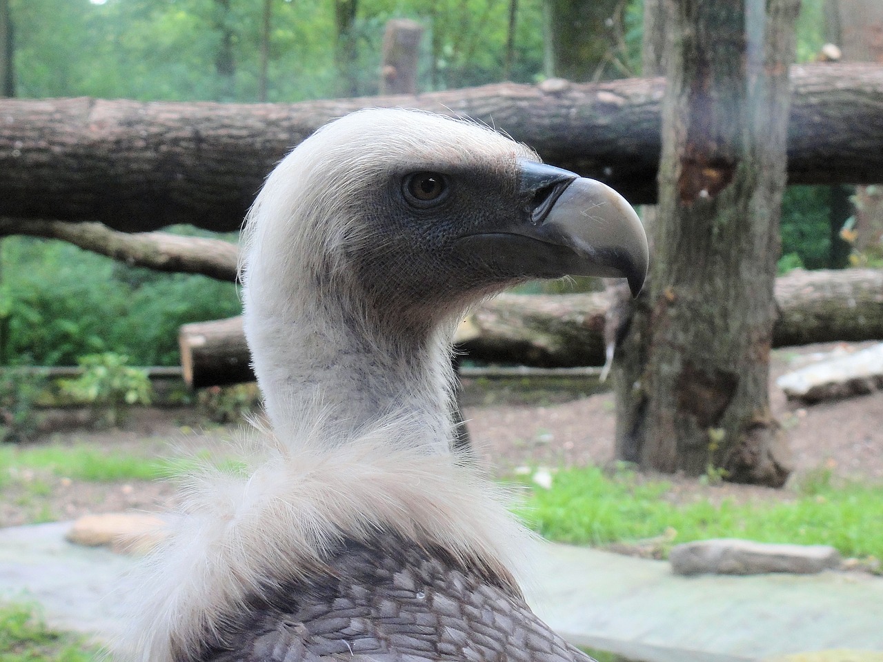 Grifas, Paukštis, Plėšrusis Paukštis, Snapas, Gyvūnas, Zoologijos Sodas, Pilka, Nemokamos Nuotraukos,  Nemokama Licenzija