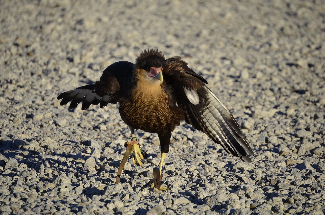 Grifas, Raptoras, Sugadintojai, Plunksna, Sąskaitą, Plėšrusis Paukštis, Salkūnai, Falkner, Gyvūnas, Pavasario Suknelė