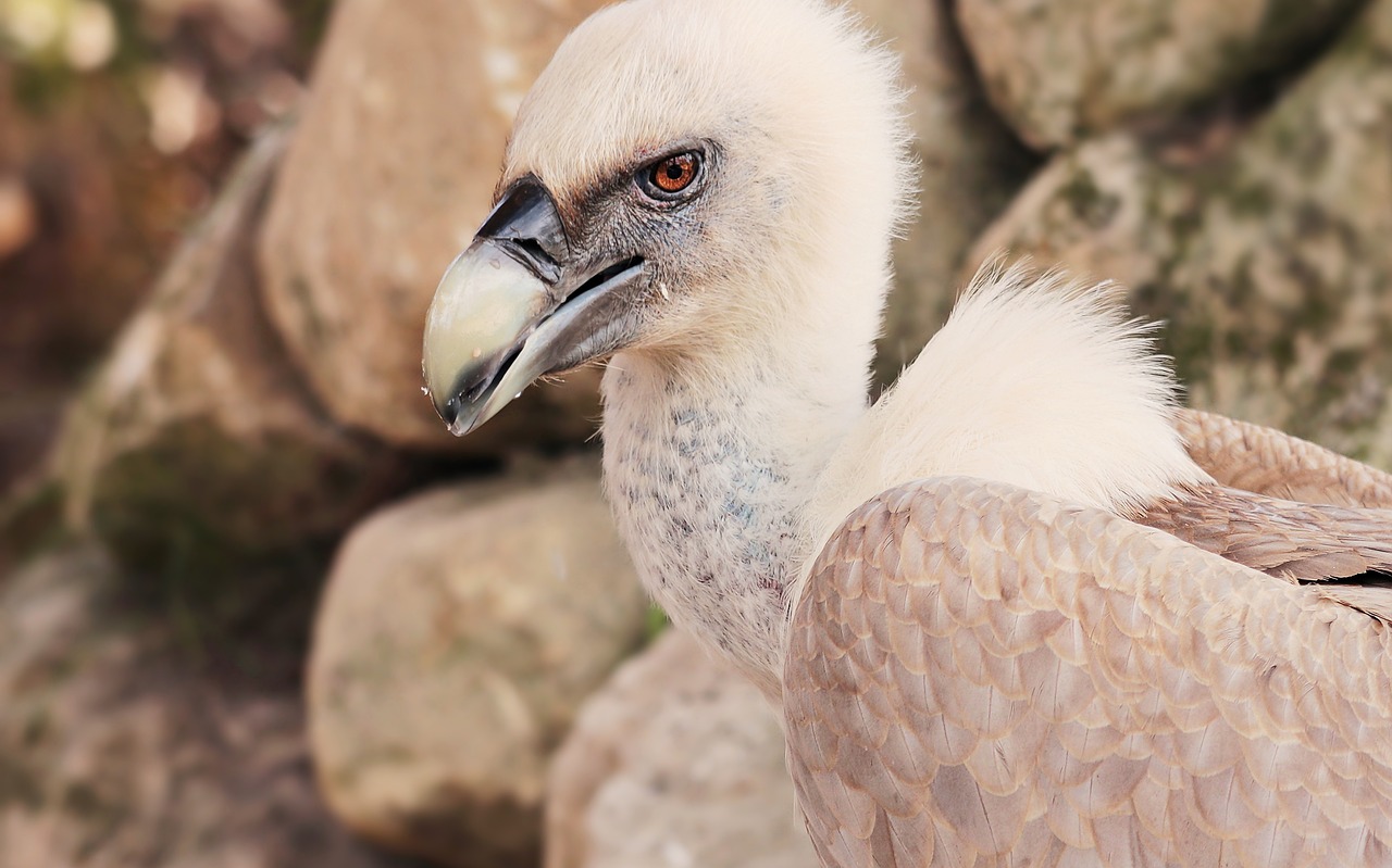 Grifas, Paukštis, Sugadintojai, Raptoras, Plėšrusis Paukštis, Laukinis Gyvūnas, Gyvūnų Pasaulis, Gyvūnas, Gamta, Zoologijos Sodas