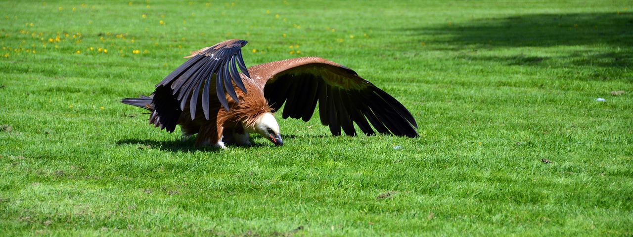 Grifas, Paukštis, Sugadintojai, Raptoras, Gyvūnas, Plėšrusis Paukštis, Gamta, Didelis Paukštis, Nemokamos Nuotraukos,  Nemokama Licenzija