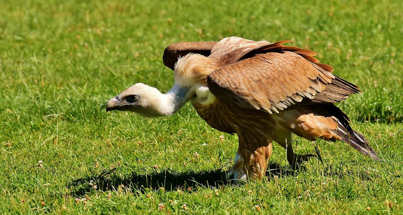 Grifas, Plėšrusis Paukštis, Raptoras, Sugadintojai, Paukštis, Salkūnai, Gyvūnų Pasaulis, Plunksna, Gamta, Plumėjimas