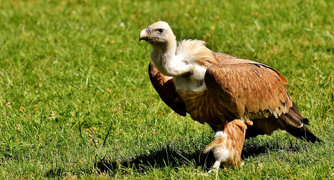 Grifas, Plėšrusis Paukštis, Raptoras, Sugadintojai, Paukštis, Salkūnai, Gyvūnų Pasaulis, Plunksna, Gamta, Plumėjimas