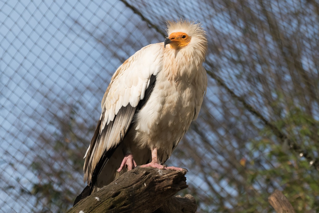 Grifas, Zoologijos Sodas, Gyvūnas, Paukštis, Plėšrusis Paukštis, Raptoras, Nemokamos Nuotraukos,  Nemokama Licenzija