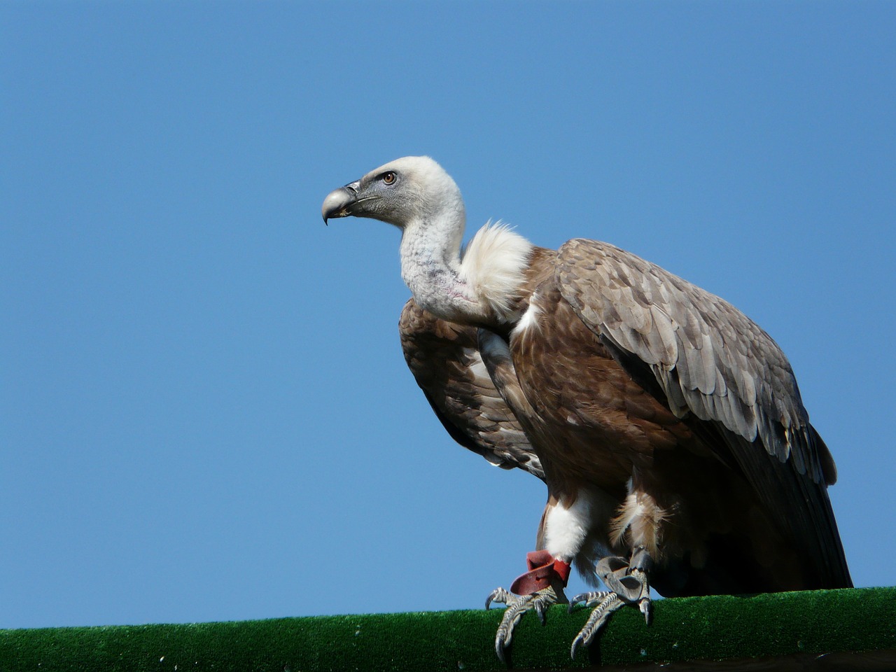 Grifas, Paukščiai, Raptoras, Vautour Moine, Dangus, Nemokamos Nuotraukos,  Nemokama Licenzija