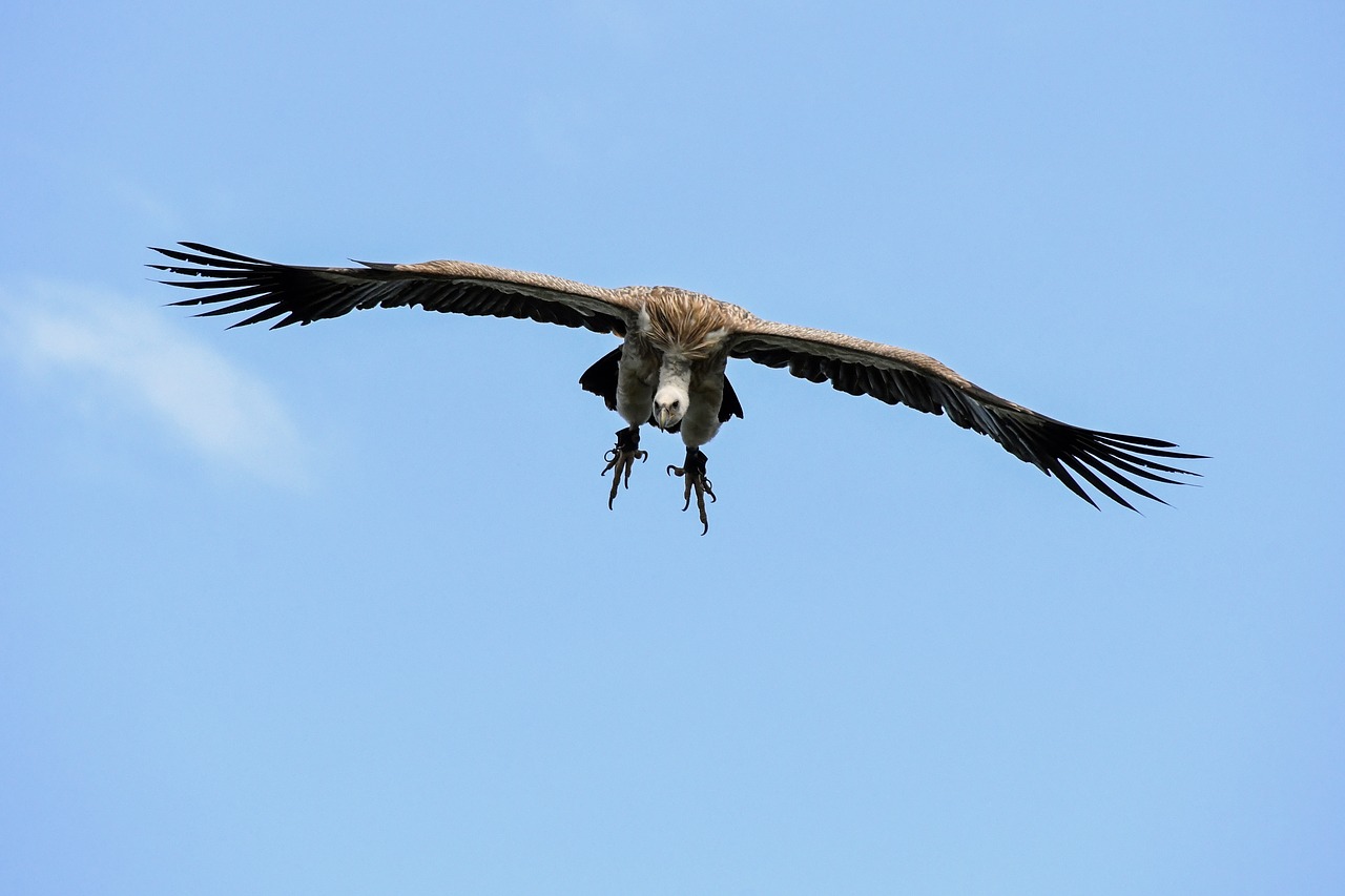 Grifas, Skristi, Nusileidimas, Raptoras, Paukštis, Prievartautojas, Grifo Grifas, Dangus, Nemokamos Nuotraukos,  Nemokama Licenzija